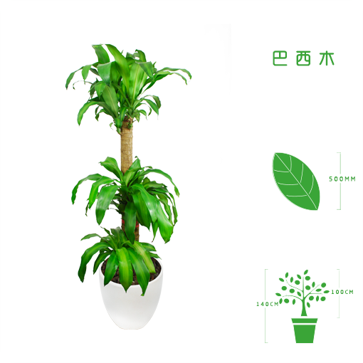 巴西木-4.png