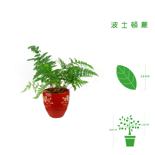 波斯顿蕨.png
