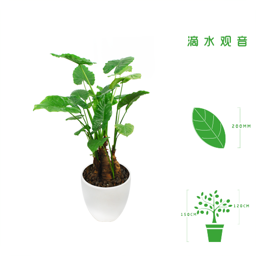 滴水观音.png