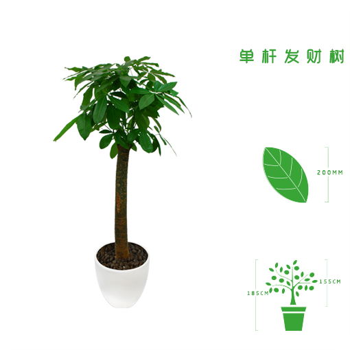 发财树.png